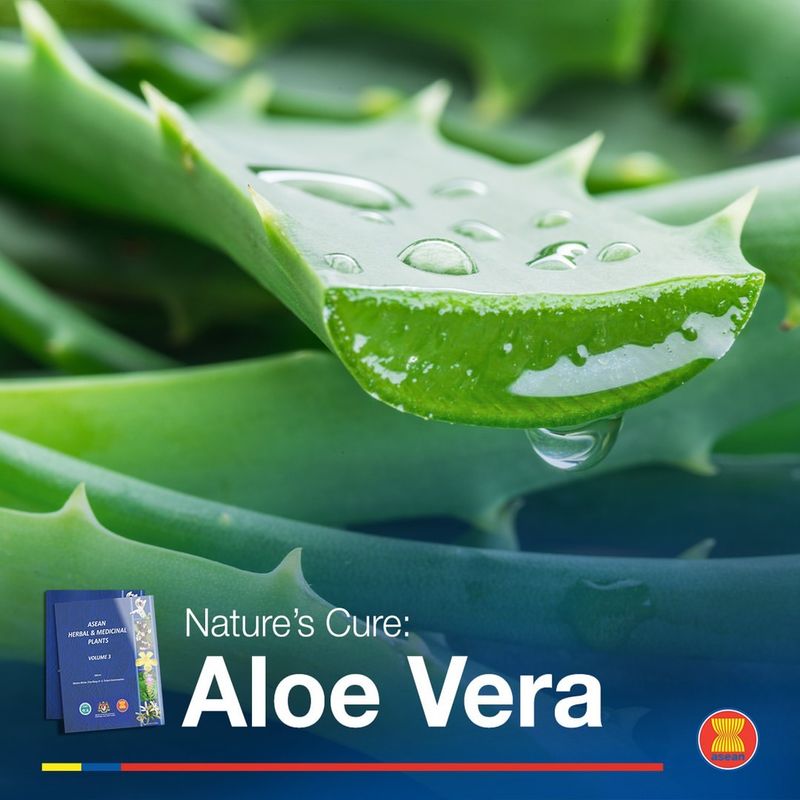 Gel di aloe vera