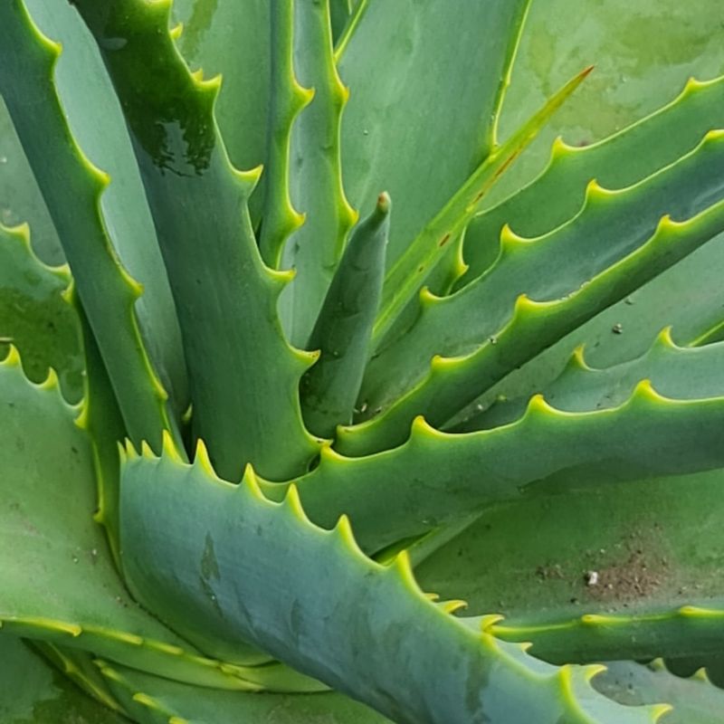 Gel di aloe vera