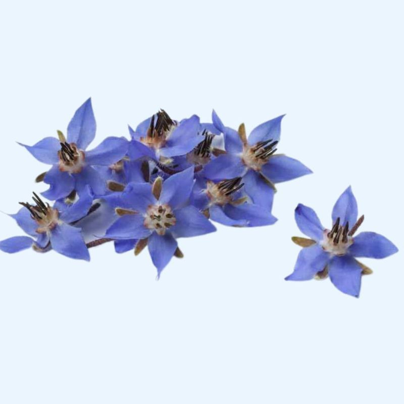 Borage olie