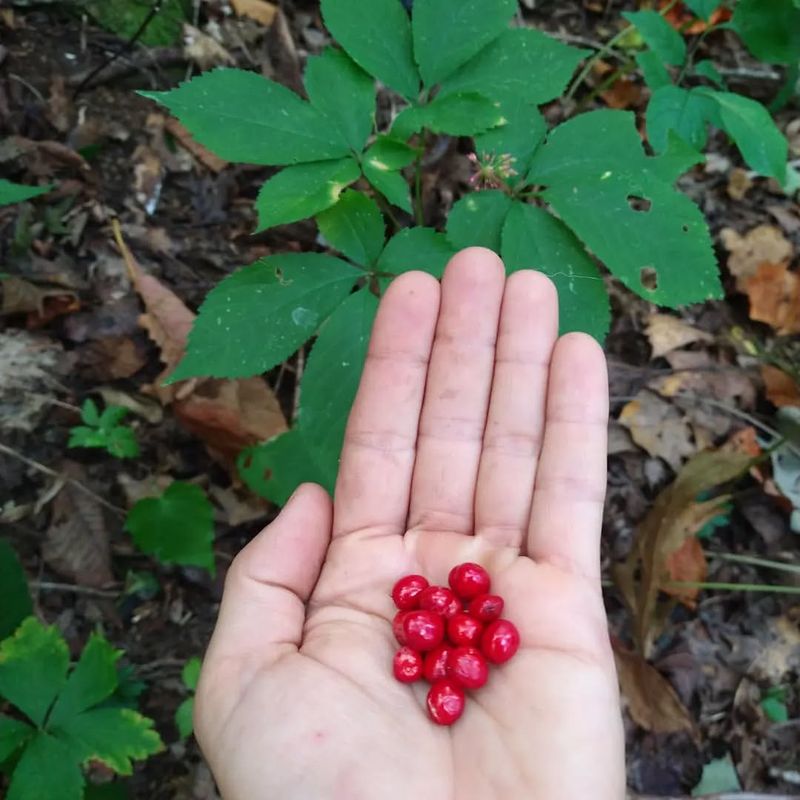 Extracto de ginseng