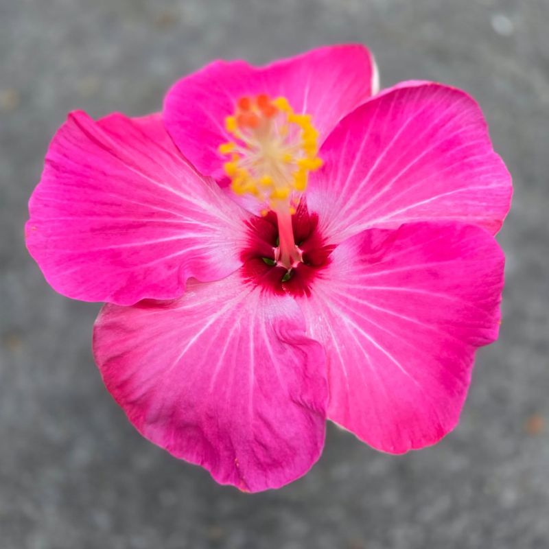 Flores de hibisco