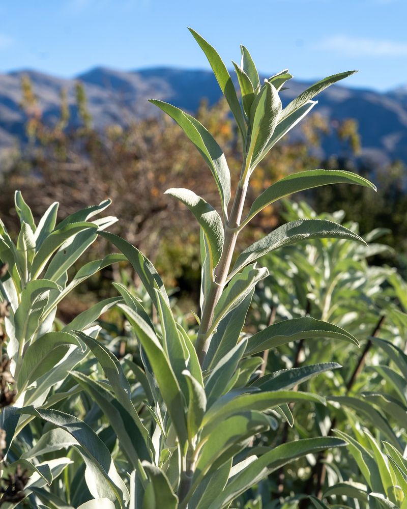 Enjuague de Salvia y Vinagre de Sidra de Manzana