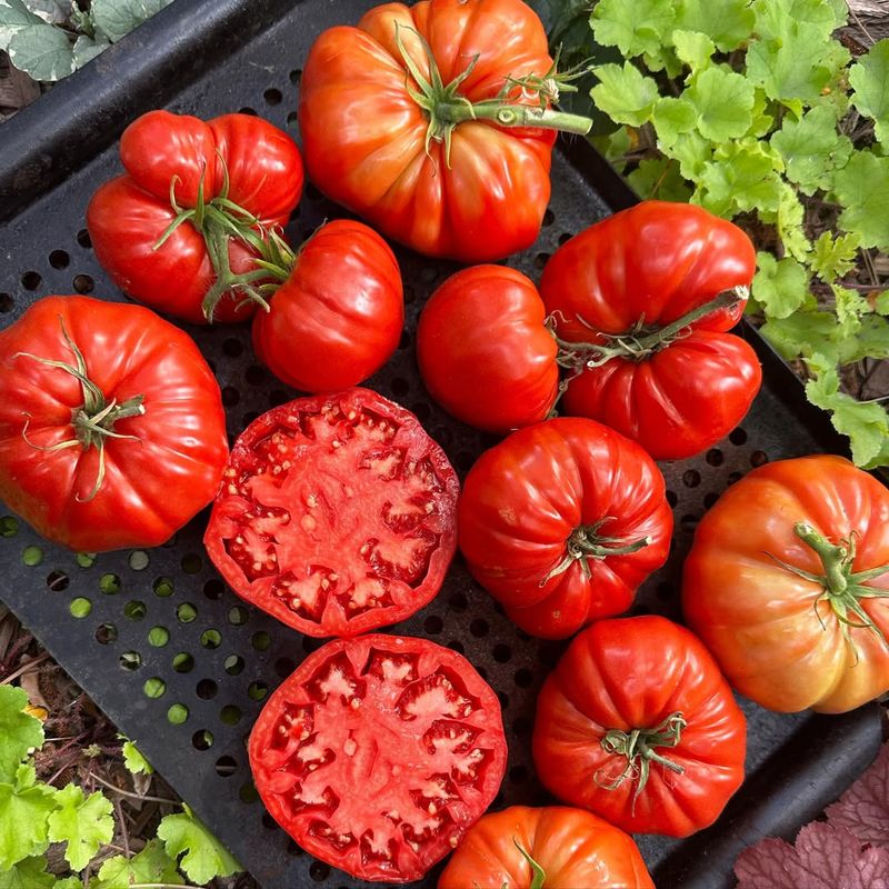 Mezcla de tomate y aceite de oliva