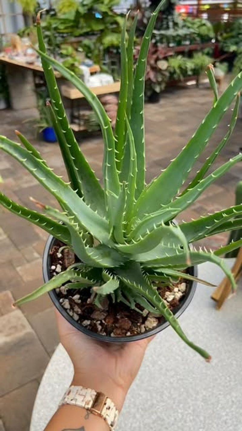 Aloe Vera Gel