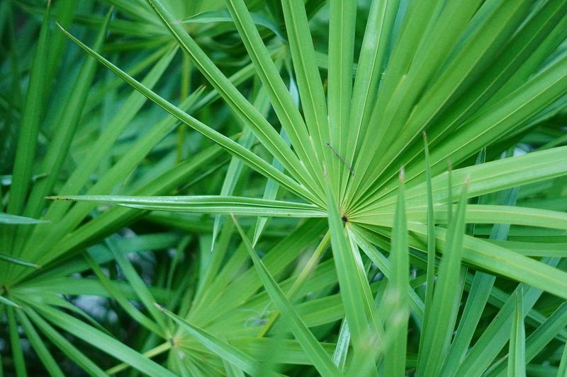 Hormone-Balancing Haircare Ingredients