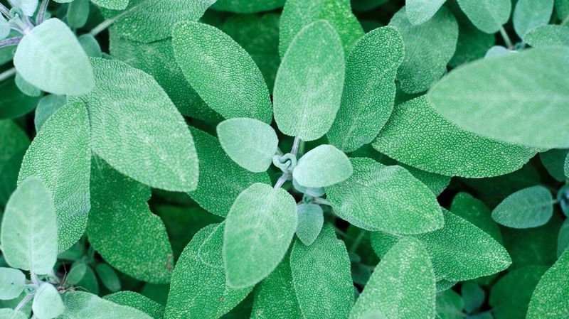 Sage Leaf Infusion