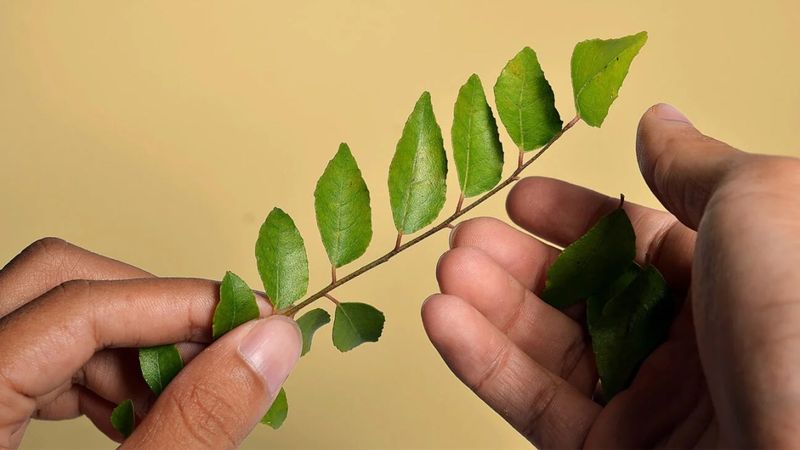 Curry Leaf Conditioning