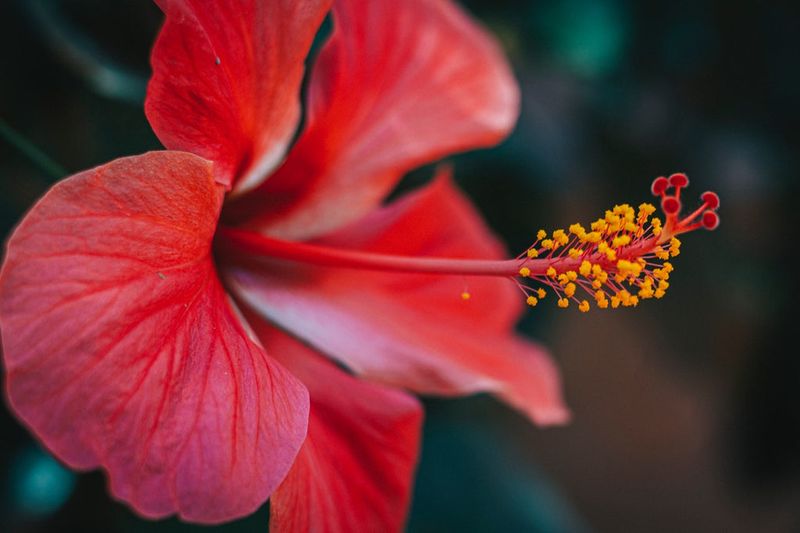 Hibiscus Flower Extract