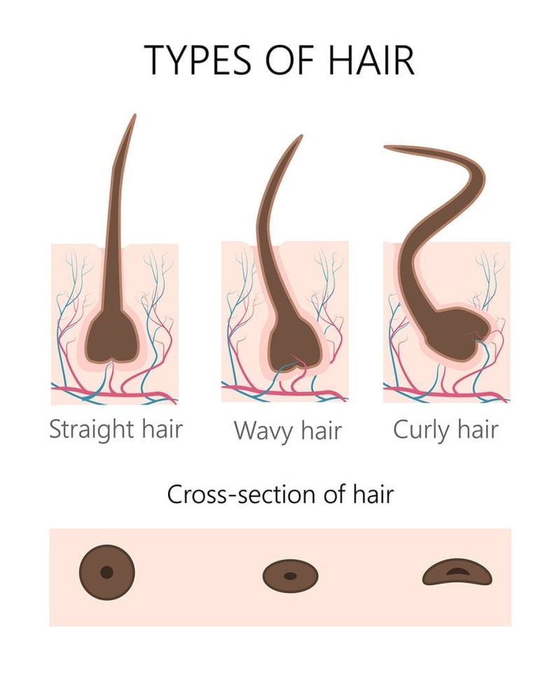 Hair strand cross-section visualization