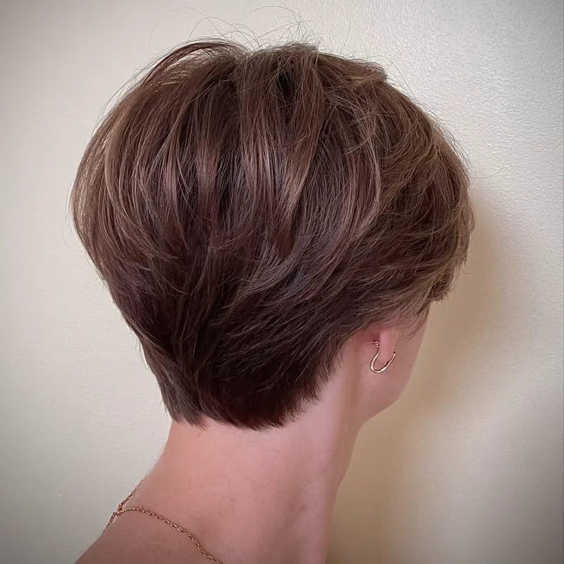 Pixie Bob voluminoso