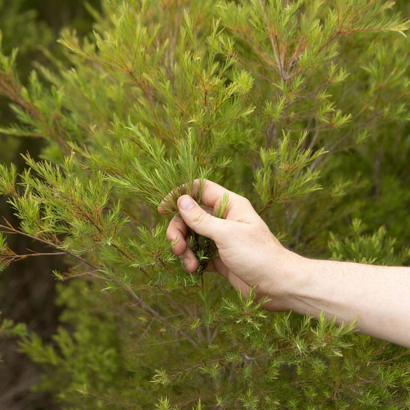 Tea Tree Tingle