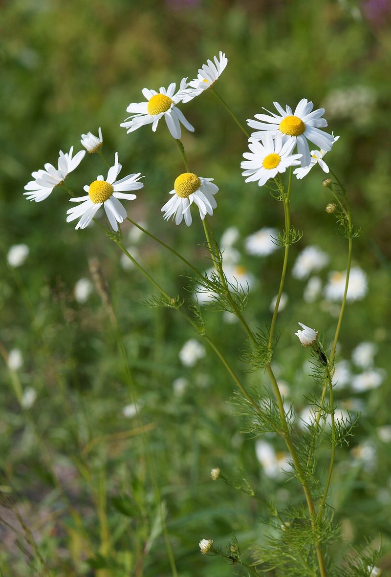 Chamomile Calm