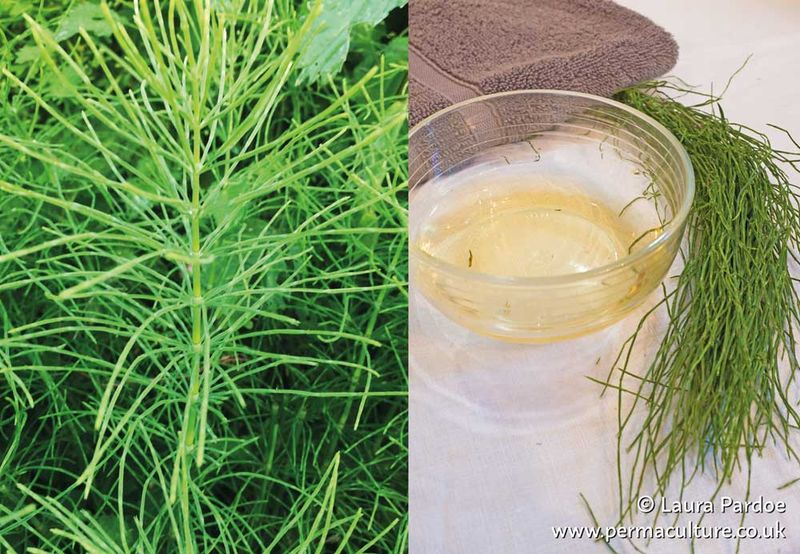 Silica-Rich Herbs Addition