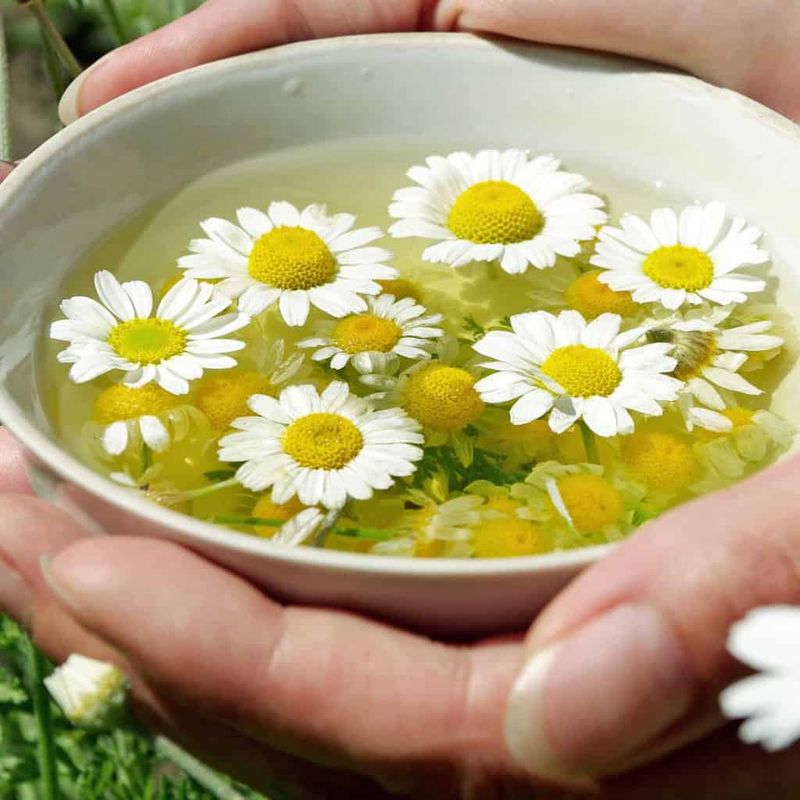 Chamomile Rinse for Shine