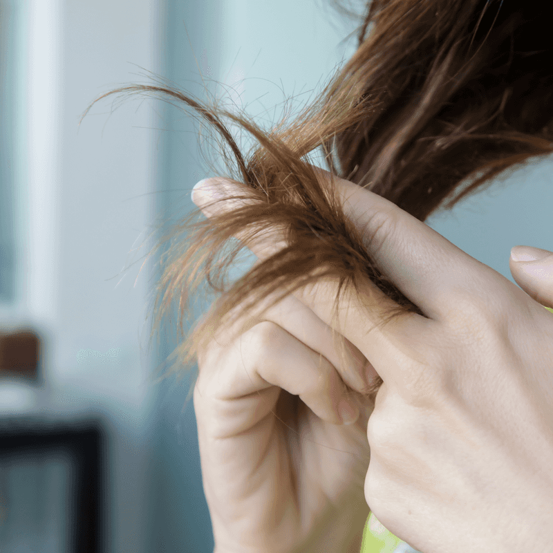 Regular Trims Prevent Aging Split Ends