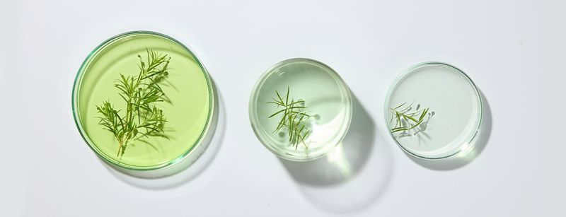 Herbal Rinse Rituals