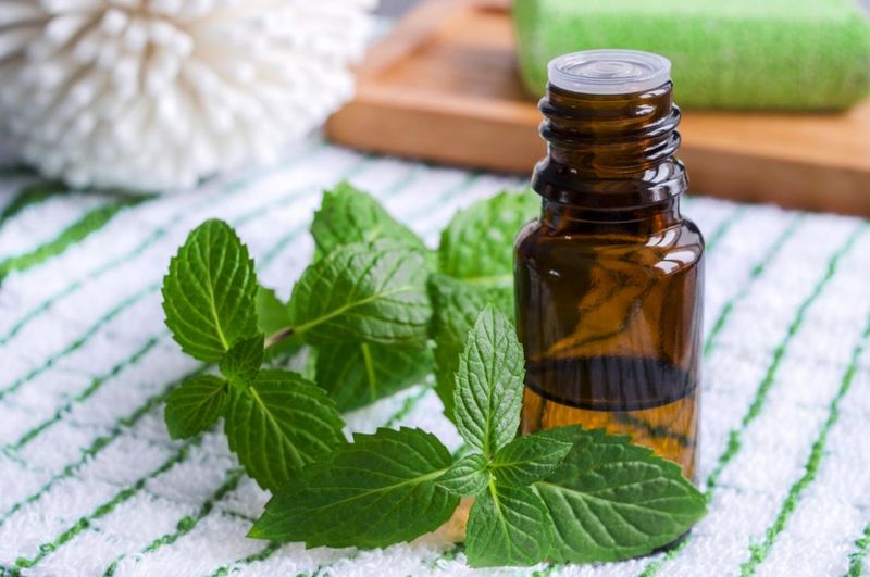 Peppermint Oil: The Invigorating Awakener