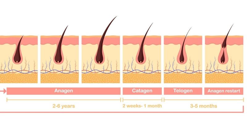 Hair Grows In Mysterious Cycles