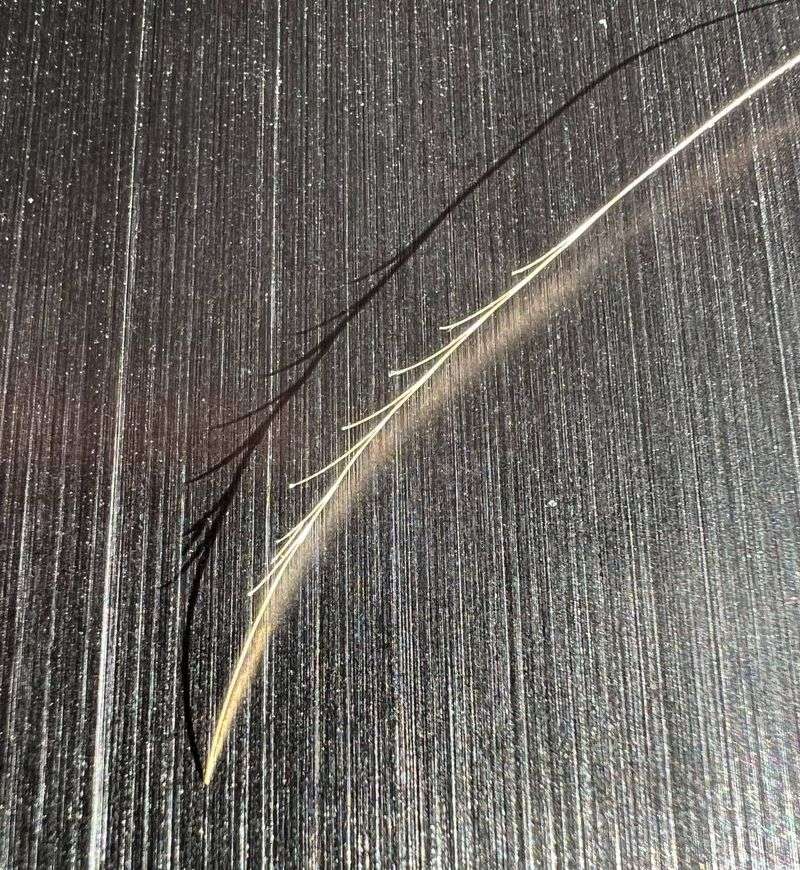 Split End Epidemic