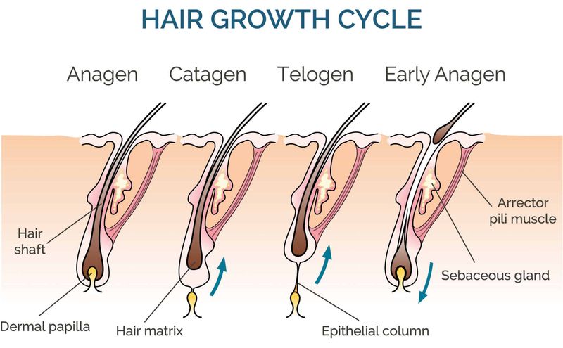 The Growth Cycle Explained