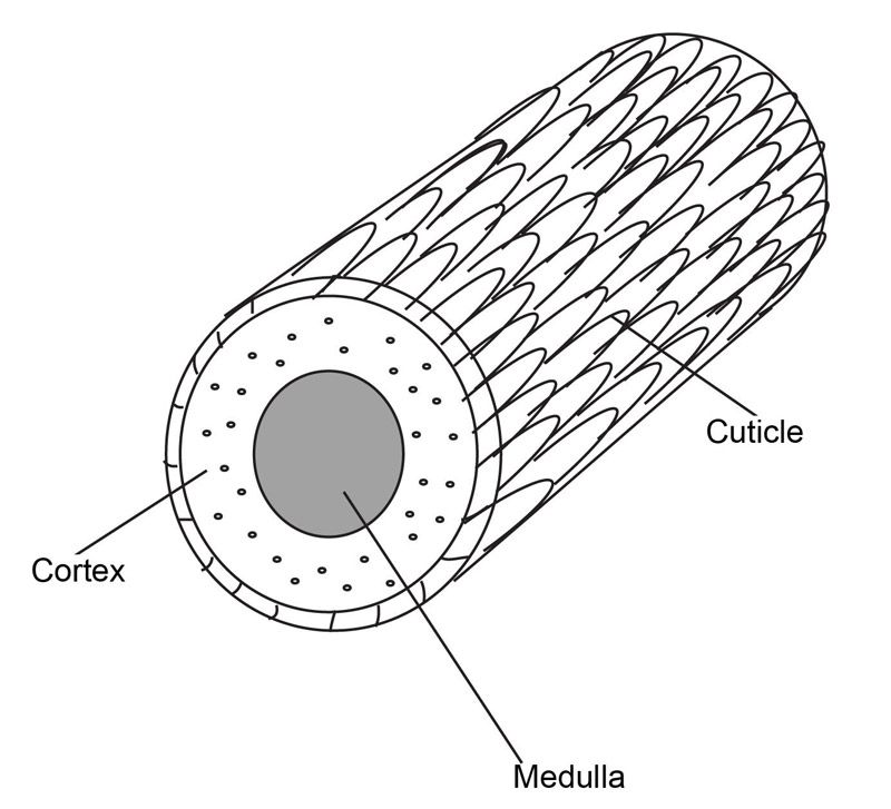 The Science Behind Curl Formation