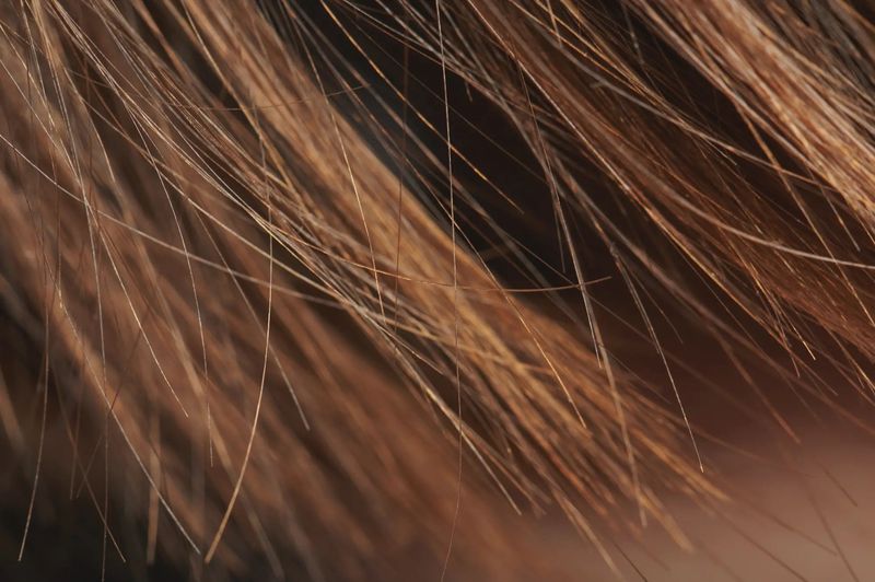 Trasformazione della texture