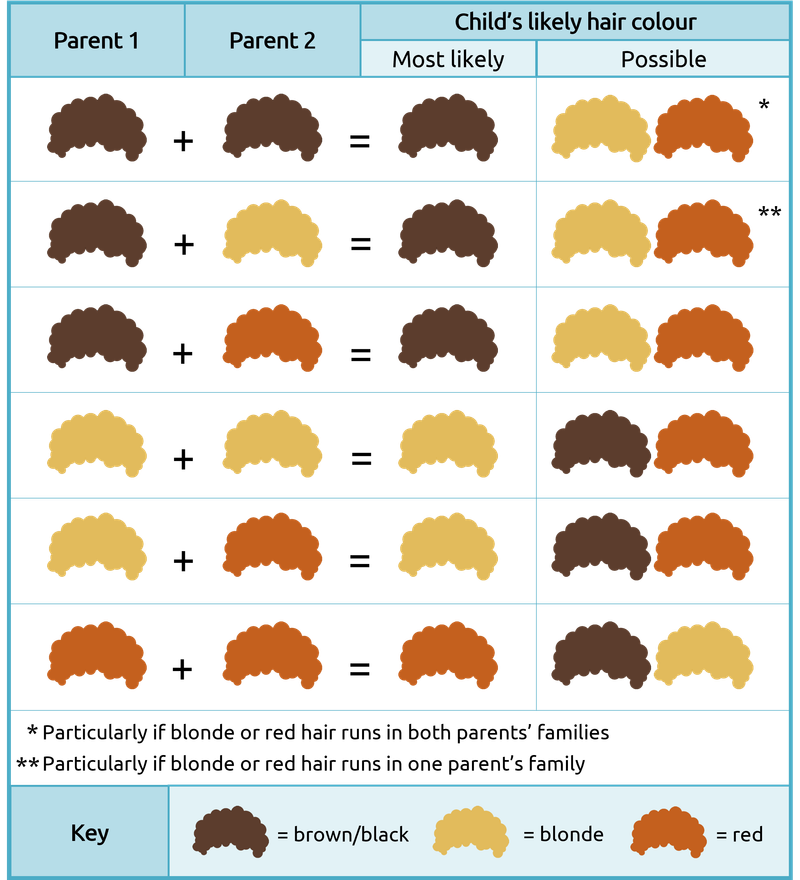 Genetic Factors That Determine Hair Thickness